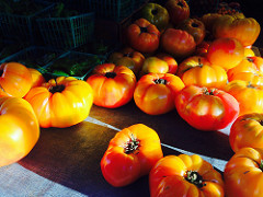 tomatoes