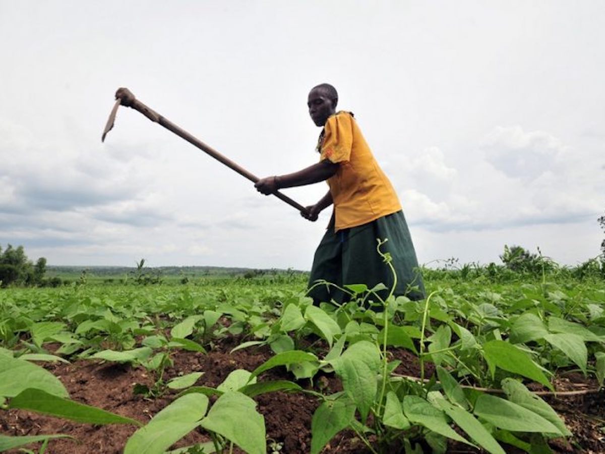 Industrial agriculture is no solution for Africa - blog Local Futures