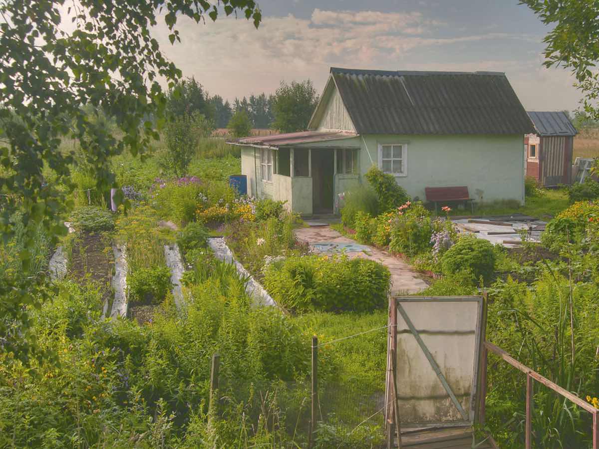 Blog 'The food shortage solution in your backyard' by Ellen Brown. Photo Dacha Garden.