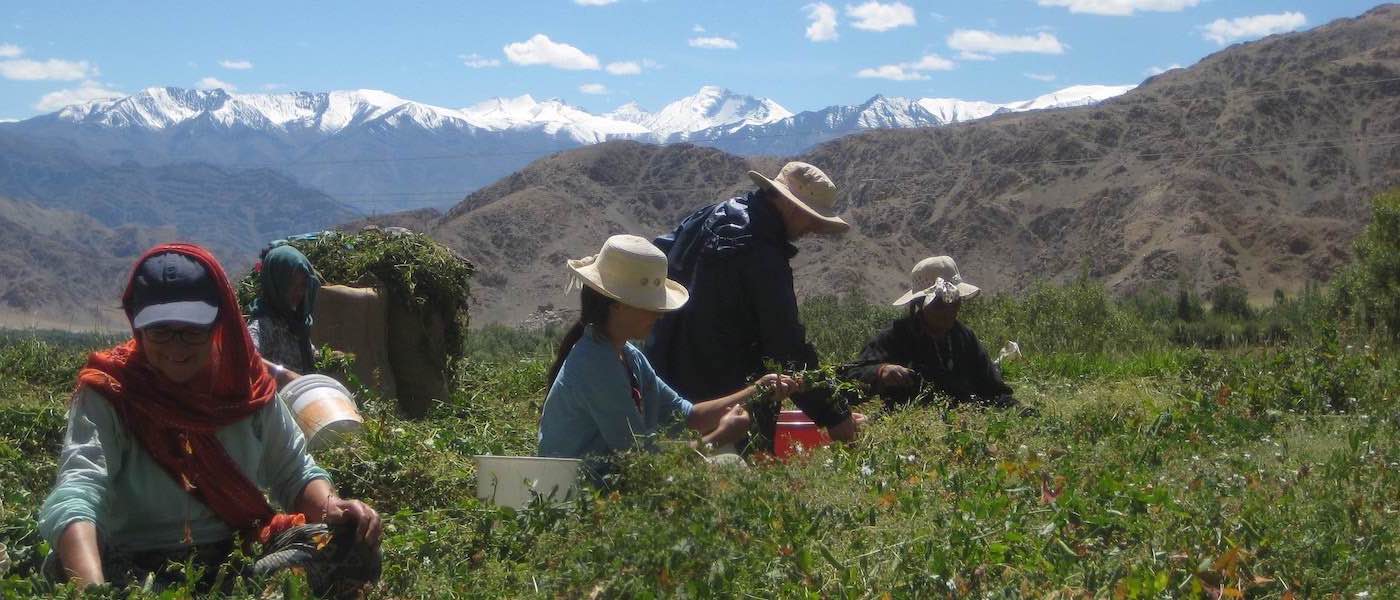 Help with the Harvest Ladakh, Local Futures