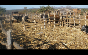 Shashe Agroecology School