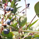 berries